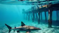woah! Rare Hammerhead Spotted Off Malibu Pier, Socal