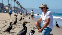 What's Up With All The Dead Cormorants in Venice, SoCal?