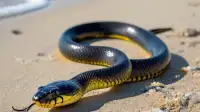 Rare Yellow Sea Snake in OC: What's Up With SoCal Seas?